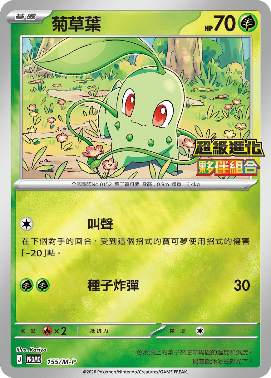 菊草葉